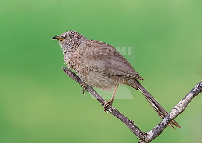 Arabian Babbler, Turdoides squamiceps, perched in a bush in Israel. stock-image by Agami/Marc Guyt,