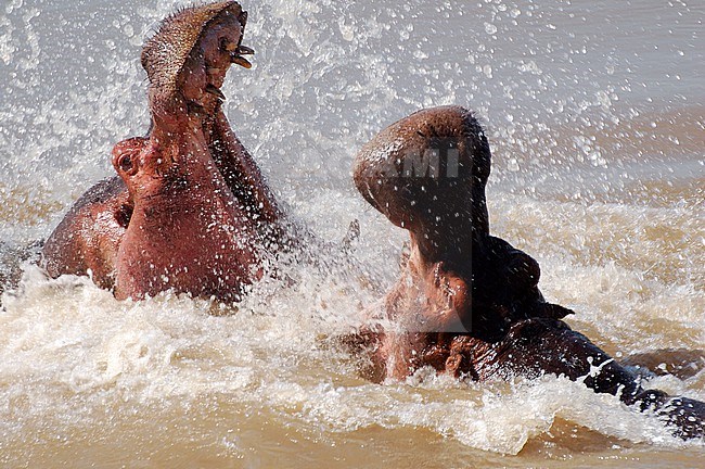 Two males Hippopotamus (Hippopotamus amphibius) fighting at Zambezi river, South Luangwa NP, Zambia. stock-image by Agami/Eduard Sangster,