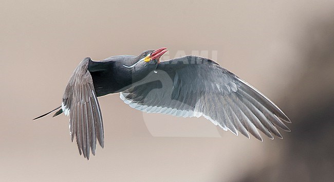 Inca tern (Larosterna inca) along the caost of Lima, Peru. A uniquely plumaged bird that breeds on the coasts of Peru and Chile, and is restricted to the Humboldt Current. stock-image by Agami/Marc Guyt,