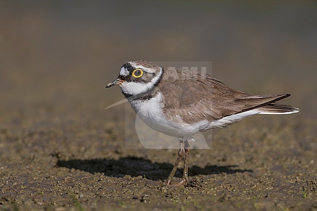 Kleine Plevier; Little Ringed Plover stock-image by Agami/Daniele Occhiato,