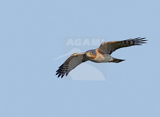 Sperwer in de vlucht; Eurasian Sparrowhawk in flight stock-image by Agami/Markus Varesvuo,