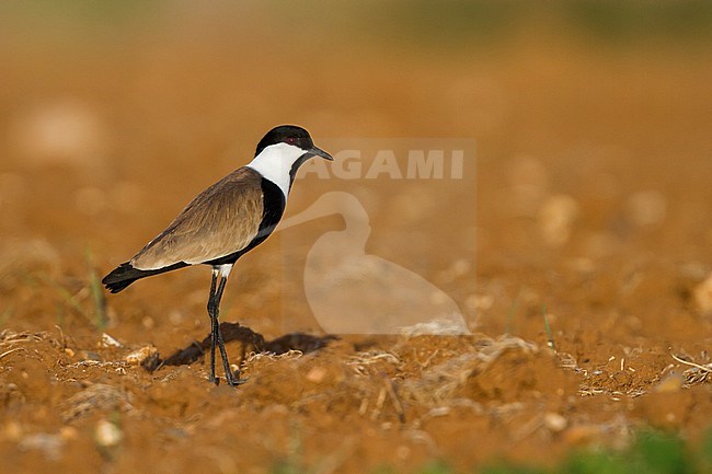 Sporenkievit, Spur-winged Plover, Vanellus spinosus, Cyprus, adult stock-image by Agami/Ralph Martin,