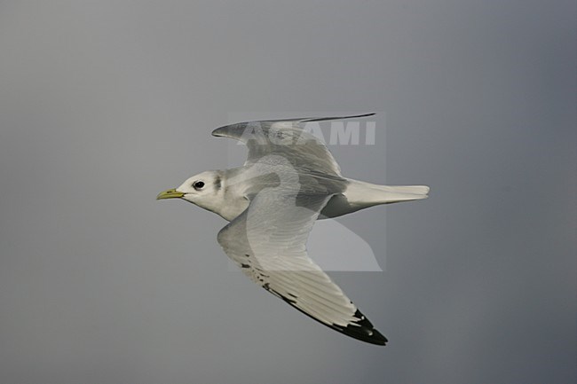 Black-legged Kittiwake adult winterplumage in flight Netherlands, Drieteenmeeuw adult winterkleed in vlucht Nederland stock-image by Agami/Menno van Duijn,