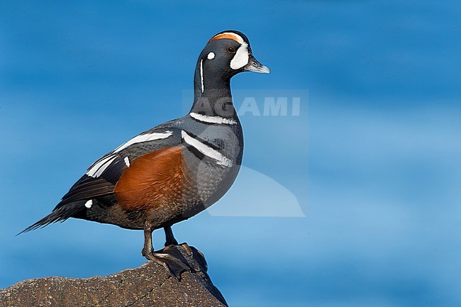 Adult male Harlequin Duck (Histrionicus histrionicus) during late spring in Iceland. Standing on a rock on the edge of a river. stock-image by Agami/Daniele Occhiato,