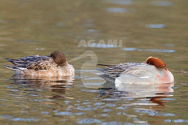 Smient, Eurasian Wigeon, Anas penelope resting on city pond stock-image by Agami/Menno van Duijn,