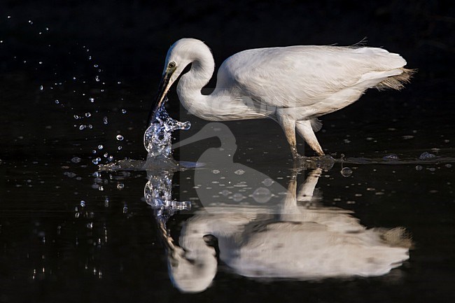 Kleine Zilverreiger, Little Egret; stock-image by Agami/Daniele Occhiato,