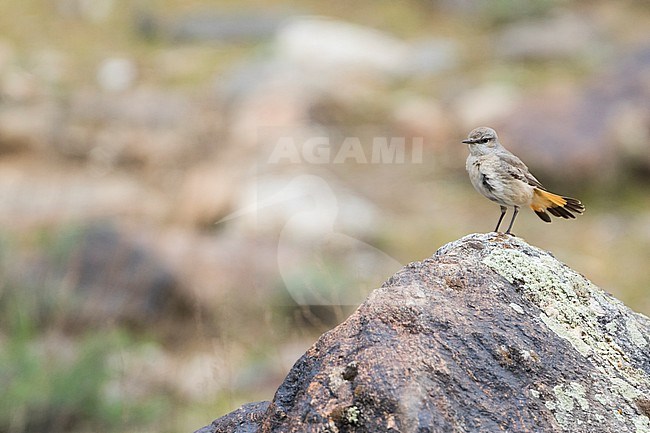 Persian Wheatear (Oenanthe chrysopygia), Tajikistan, adult stock-image by Agami/Ralph Martin,