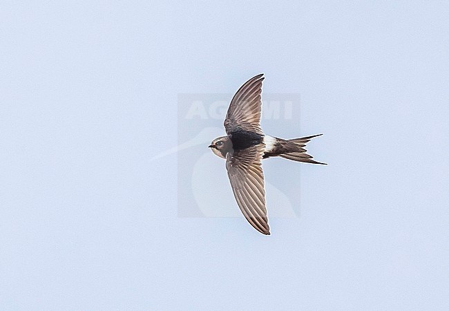 White-rumped Swift flying in Portugal, August 2012. stock-image by Agami/Vincent Legrand,