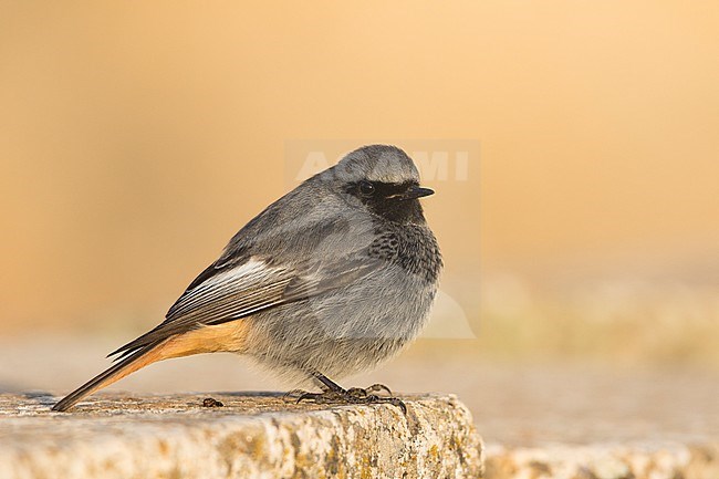 Black Redstart - Hausrotschwanz - Phoenicurus ochruros ssp. gibraltariensis, Spain, adult male stock-image by Agami/Ralph Martin,