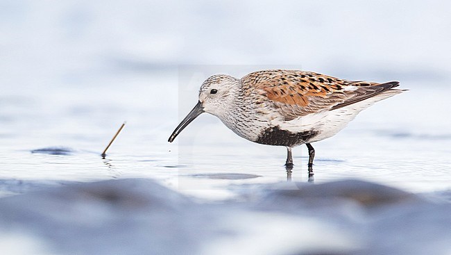 American Dunlin (Calidris alpina hudsonia) on the beach of La Haute-Côte-Nord, Quebec in Canada. stock-image by Agami/Ian Davies,
