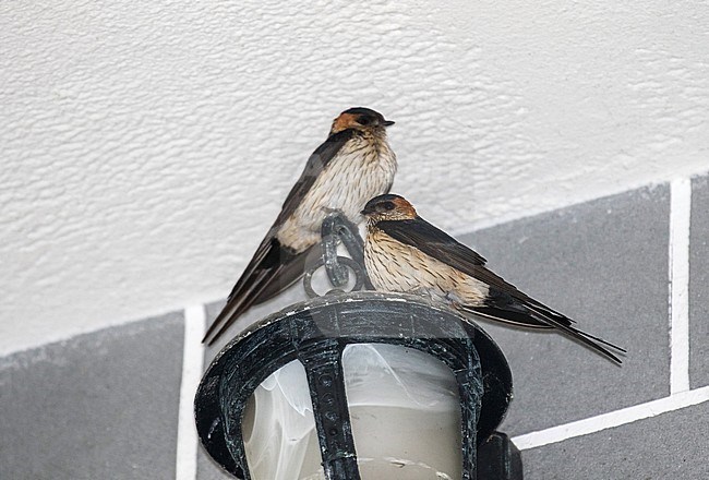 Two adult Eastern Red-rumped Swallows (Cecropis daurica japonica) perched on a lamp outside a building in Sichuan, China. stock-image by Agami/Pete Morris,