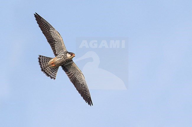 Amur Falcon - Amurfalke - Falco amurensis, Russia, adult female stock-image by Agami/Ralph Martin,