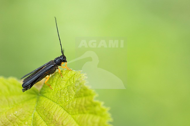 Oberea linearis - Hasel-Linienbock, Germany (Baden-Württemberg), imago stock-image by Agami/Ralph Martin,