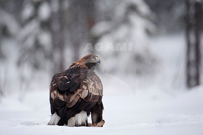 Juveniele Steenarend in de sneeuw; Juvenile Golden Eagle perched in snow stock-image by Agami/Han Bouwmeester,