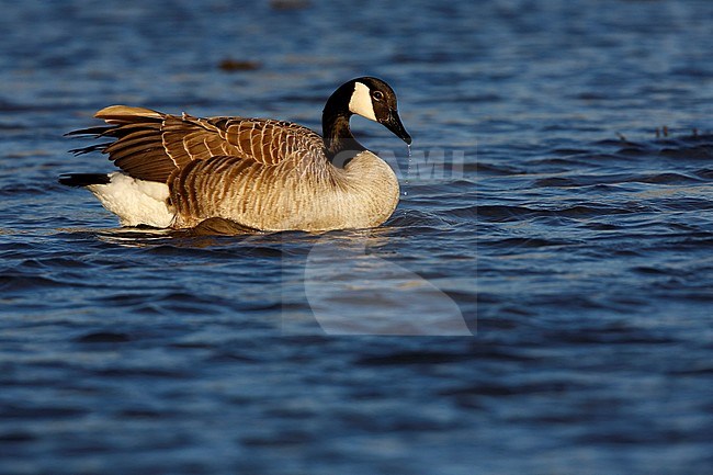 Canadese Gans; Canada Goose; stock-image by Agami/Chris van Rijswijk,