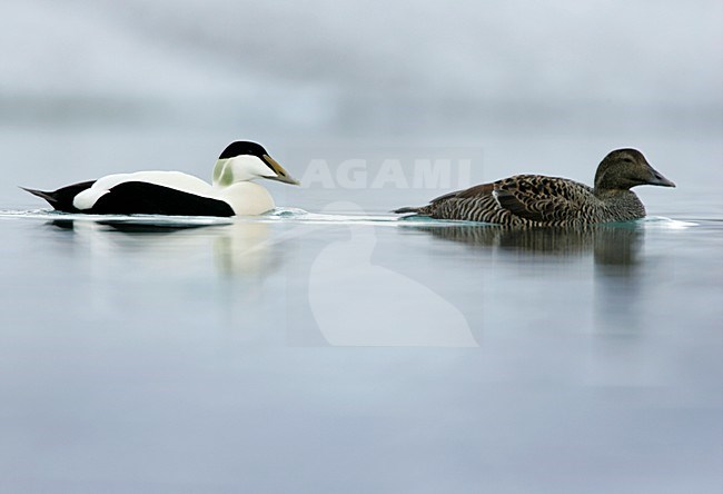 Paartje Eiders zwemmend; Pair of Common Eiders swimming stock-image by Agami/Menno van Duijn,