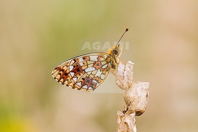 Zilveren maan; Small Pearl-bordered Fritillary; Boloria selene stock-image by Agami/Iolente Navarro,