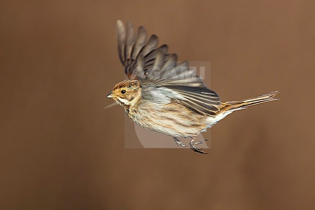 European Reed Bunting (Emberiza schoeniclus) in flight against a brown colored natural background in Italy. stock-image by Agami/Daniele Occhiato,