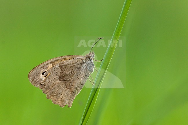 Bruin Zandoogje; Meadow Brown stock-image by Agami/Theo Douma,