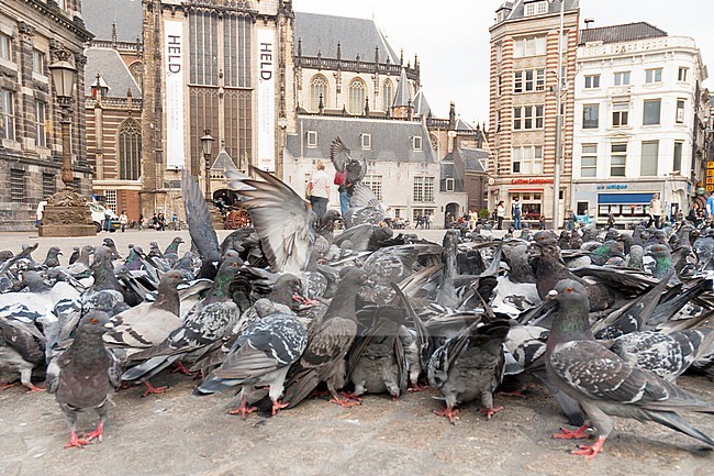 Stadsduiven op de Dam Amsterdam, Feral Pigeons on Dam square Amsterdam stock-image by Agami/Wil Leurs,