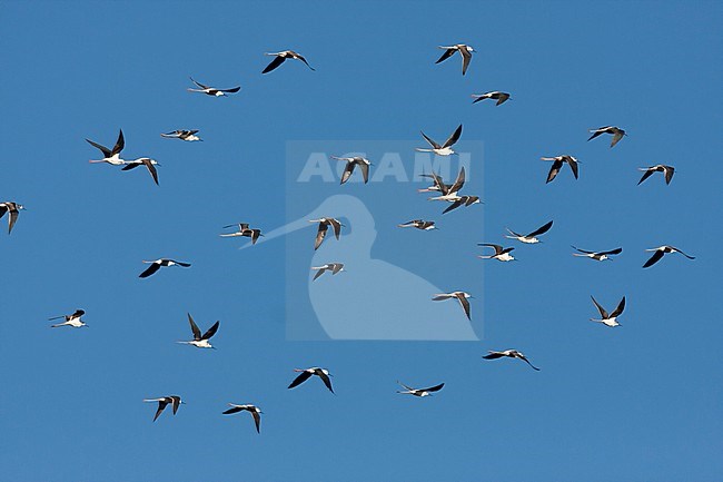 Black-winged Stilt - Stelzenläufer - Himantopus himantopus ssp. himantopus, France stock-image by Agami/Ralph Martin,