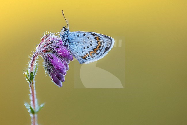 Silver-studded Blue, Plebejus aragus stock-image by Agami/Wil Leurs,