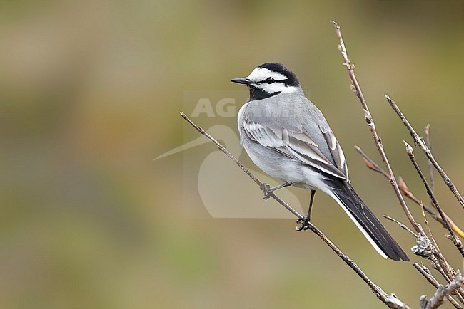 Adult male East Siberian Wagtail (Motacilla ocularis) in breeding plumage in Seward Peninsula, Alaska, United States. stock-image by Agami/Brian E Small,