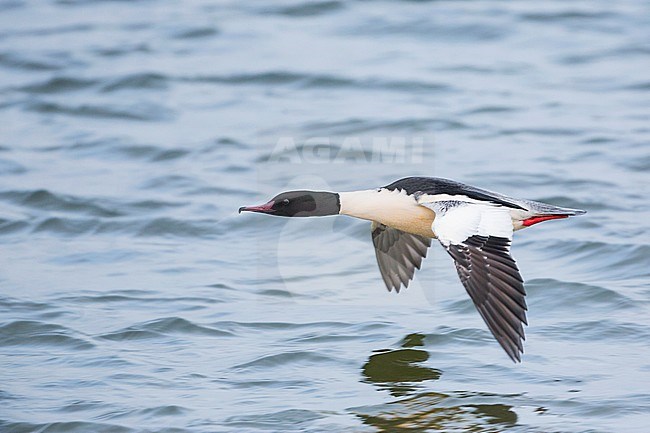 Adult male Goosander (Mergus merganser merganser) flying fast low over the water in Germany. Side view of bird flying towards the left. stock-image by Agami/Ralph Martin,