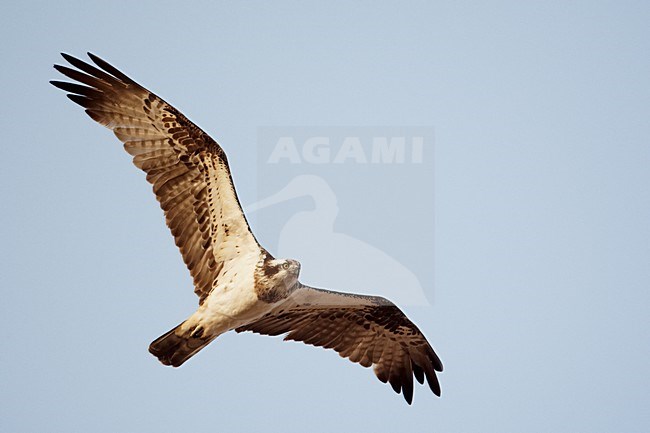 Visarend in de vlucht; Osprey in flight stock-image by Agami/Markus Varesvuo,