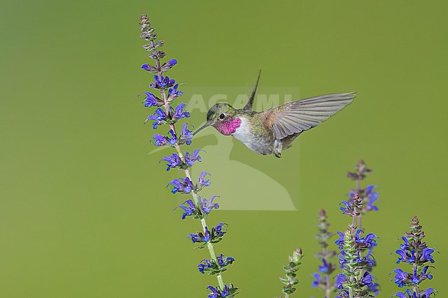 Adult male
Jefferson Co., CO
June 2023 stock-image by Agami/Brian E Small,