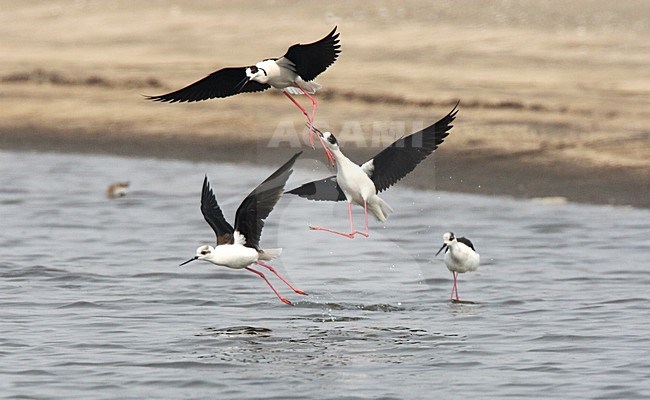 Black-winged Stilt fighting; Steltkluut vechtend stock-image by Agami/Roy de Haas,