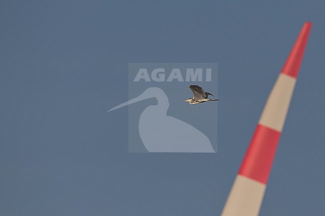 Grey Heron (Ardea cinerea) flying with ab wind turbine in the background. stock-image by Agami/Mathias Putze,