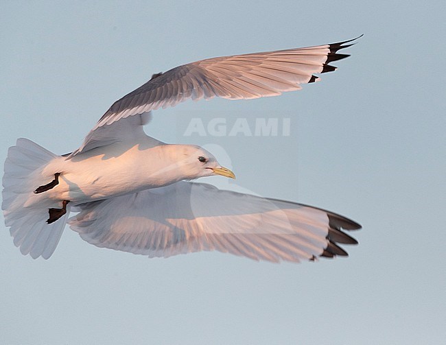 Adult Black-legged Kittiwake (Rissa tridactyla) in Vardo harbour, North Norway. Taking off during low winter light. stock-image by Agami/Marc Guyt,