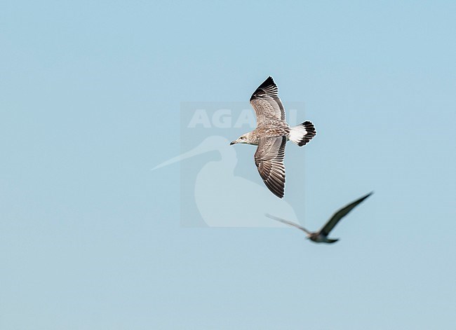 First-winter Great Black-headed Gull (Ichthyaetus ichthyaetus), also known as Pallas’s Gull, in flight in Kazakhstan. stock-image by Agami/Arend Wassink,