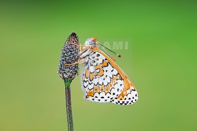 Glanville Fritillary, Melitaea cinxia stock-image by Agami/Wil Leurs,