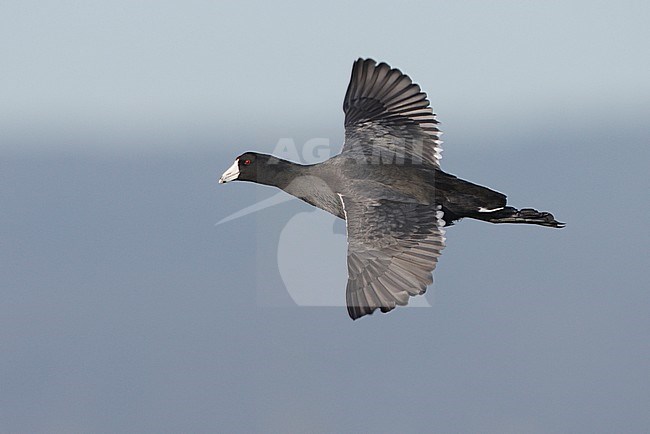 Volwassen Amerikaanse Meerkoet in vlucht, Adult American Coot in flight stock-image by Agami/Mike Danzenbaker,