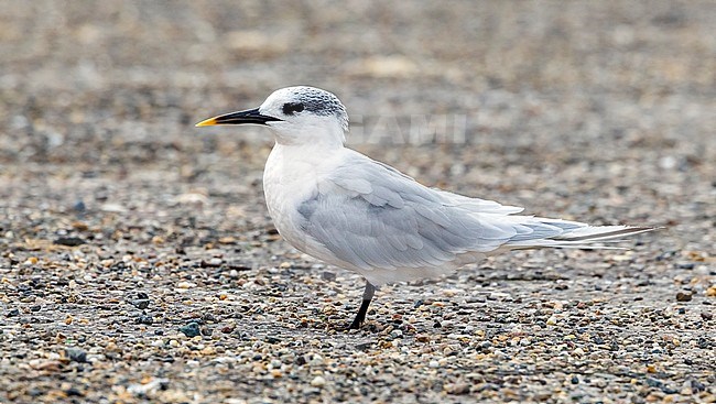 Adult winter Sandwich Tern sitting on a road in Browersdam, Zeeland, The Netherlands. November 2011. stock-image by Agami/Vincent Legrand,