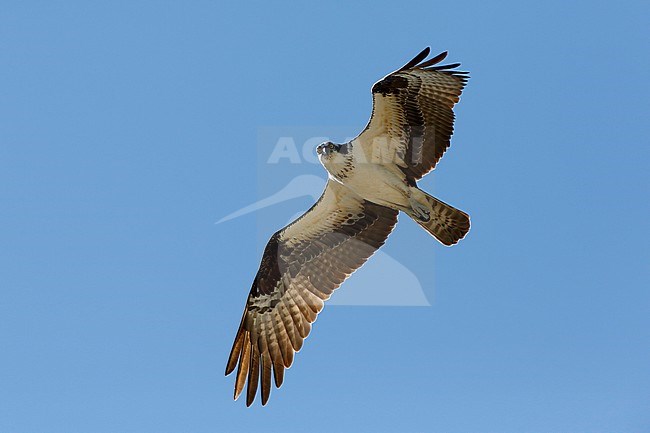 American Osprey, Pandion haliaetus carolinensis, in flight seen from below. stock-image by Agami/Chris van Rijswijk,