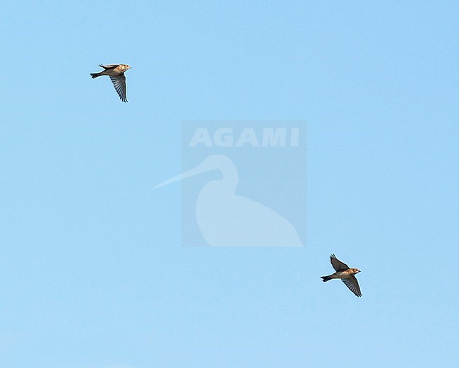Two Lapland Buntings (Calcarius lapponicus lapponicus), also known as Lapland Longspur, flying over a beach in Germany during autumn. stock-image by Agami/Ralph Martin,