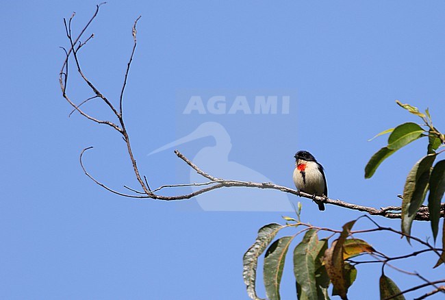 Adult male Timor Red-chested Flowerpecker, Dicaeum maugei maugei, on Timor island in the Lesser Sunda Islands, Indonesia. Also known as blue-cheeked flowerpecker. stock-image by Agami/James Eaton,