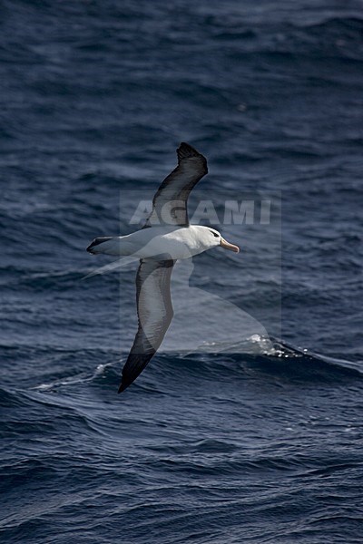 Adult Black-browed Albatross flying above the ocean; Volwassen Wenkbrauwalbatros vliegend boven de oceaan stock-image by Agami/Marc Guyt,