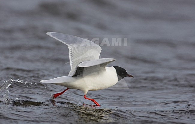 Adult zomer Dwergmeeuw in de vlucht; Adult summerLittle Gull in flight stock-image by Agami/Markus Varesvuo,