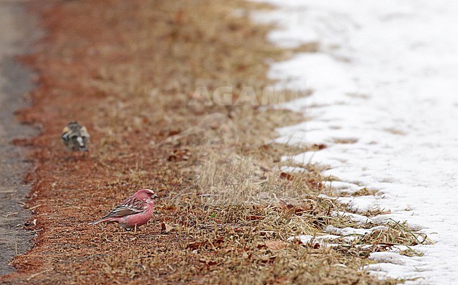 Wintering adulte male Pallas's rosefinch (Carpodacus roseus) near Kushiro, Hokkaido, Japan. stock-image by Agami/Pete Morris,