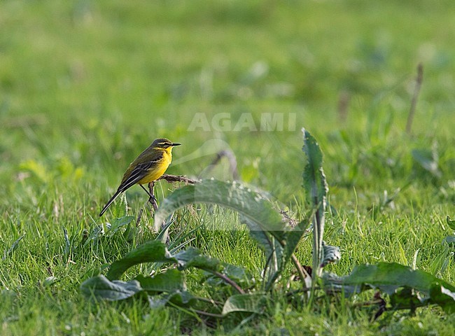 Adult male Channel wagtail (flava x flavissima intergrade) standing in a meadow near Deventer in the Netherlands. stock-image by Agami/Edwin Winkel,