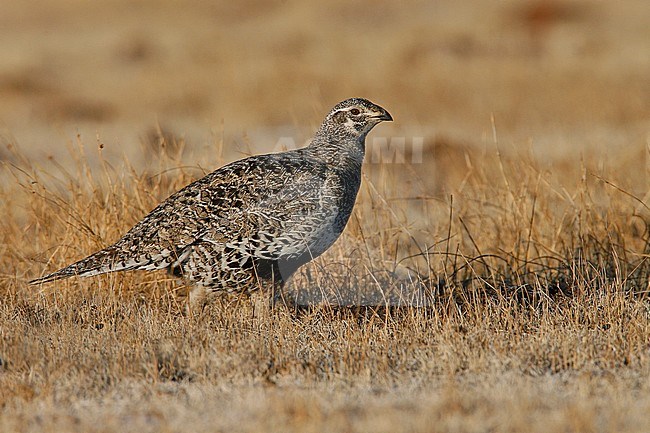 Adult female
Mono Co., CA
March 2007 stock-image by Agami/Brian E Small,