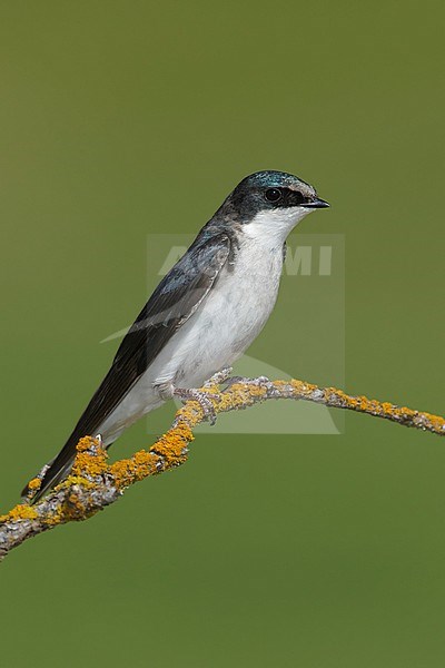 Adult female
Kamloops, B.C.
June 2015 stock-image by Agami/Brian E Small,