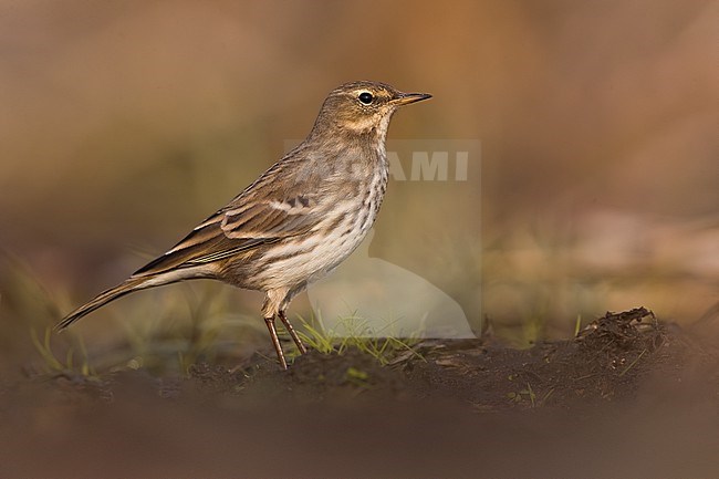 Water Pipit (Anthus spinoletta) in Italy. stock-image by Agami/Daniele Occhiato,