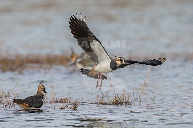 Kievit in vlucht; Northern Lapwing in flight stock-image by Agami/Daniele Occhiato,