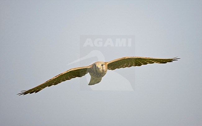 Torenvalk in de vlucht; Common Kestrel in flight stock-image by Agami/Marc Guyt,