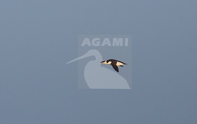 Adult Razorbill (Alca torda) migrating past Dutch coast during winter. stock-image by Agami/Edwin Winkel,